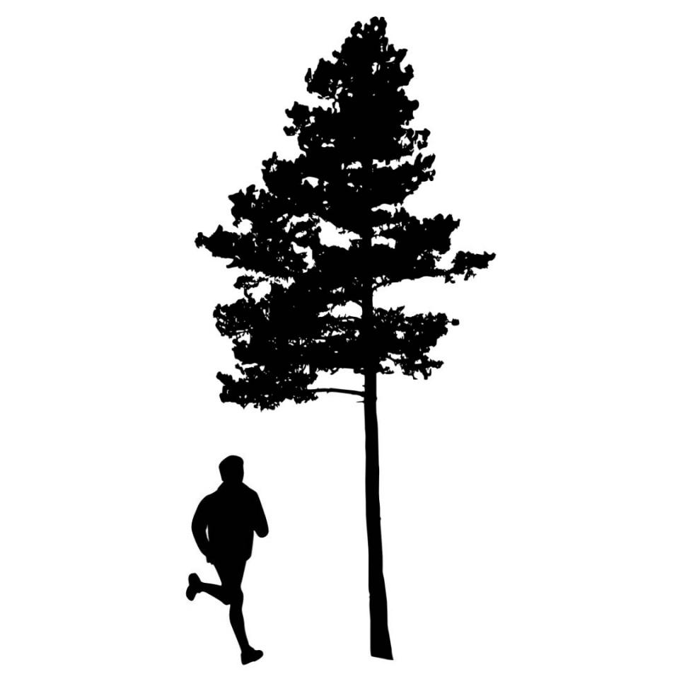 Forest Lee Trail Run logo